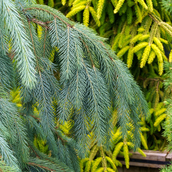 Bush's Lace Engelmann Spruce - Spruce - Conifers