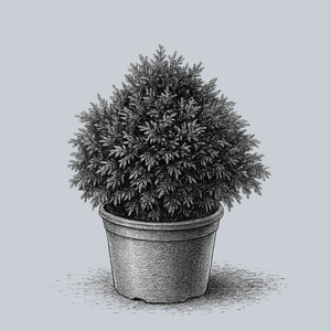 Butter Ball Hinoki Cypress