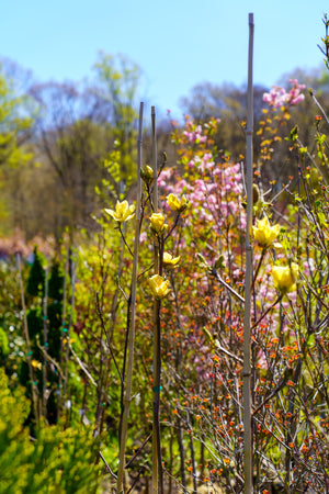 Butterflies Magnolia - Magnolia - Flowering Trees