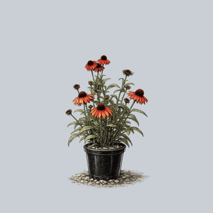 Butterfly Postman Coneflower