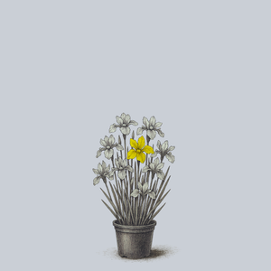 Butter and Sugar Siberian Iris