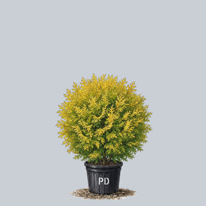Butter Ball Hinoki Cypress