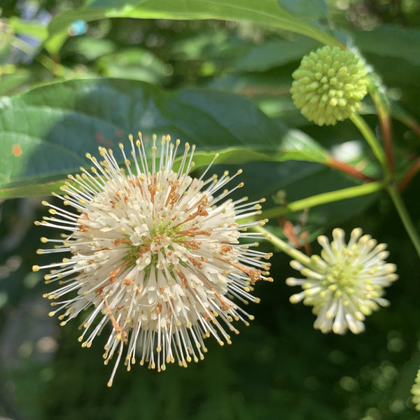 Sugar Shack Buttonbush