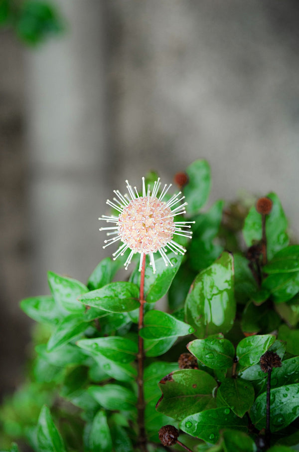 Sugar Shack Buttonbush