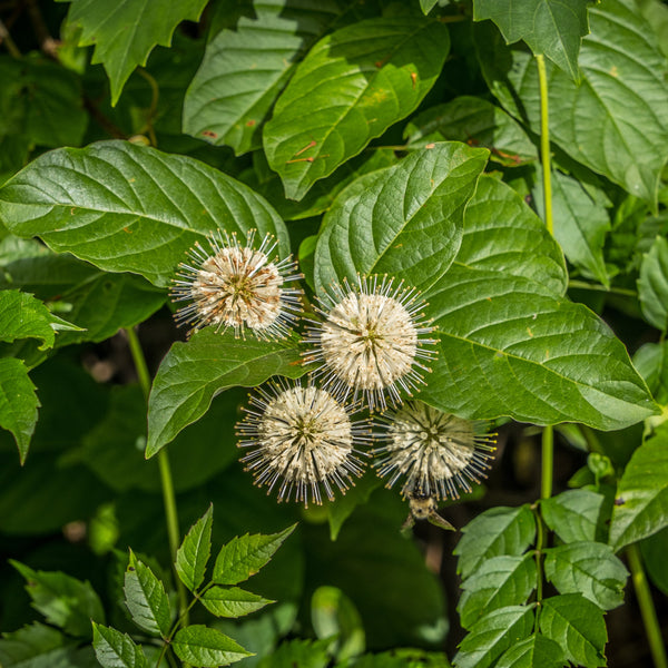 Sugar Shack Buttonbush