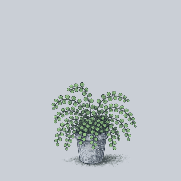 Button Fern