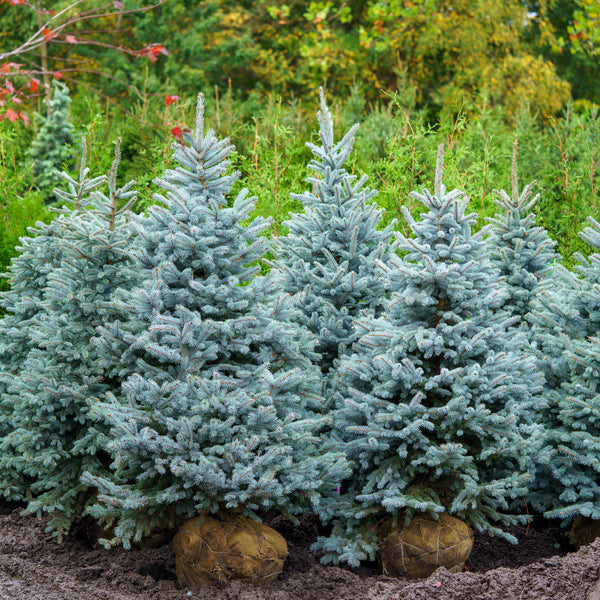 Baby Blue Colorado Spruce