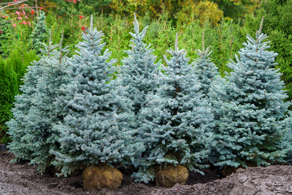 Baby Blue Colorado Spruce