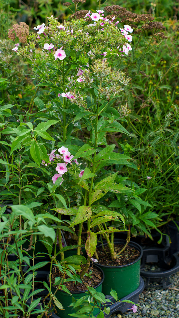 Baby Doll Garden Phlox