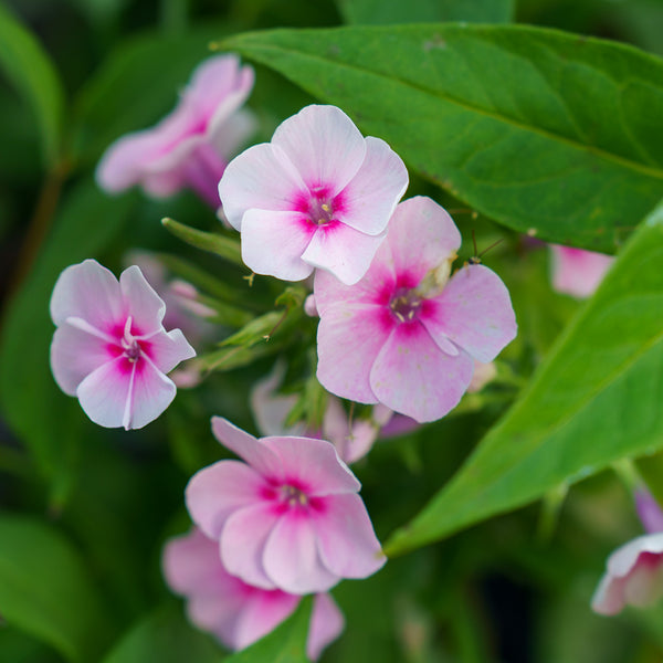 Baby Doll Garden Phlox