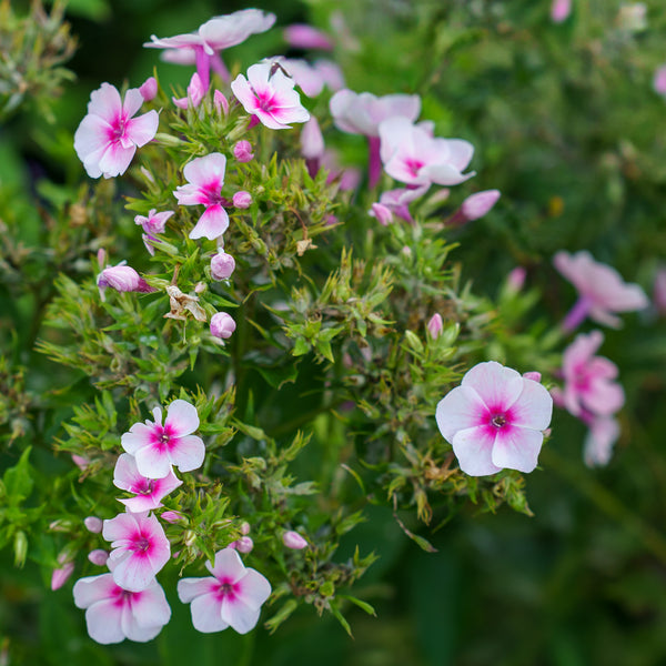 Baby Doll Garden Phlox