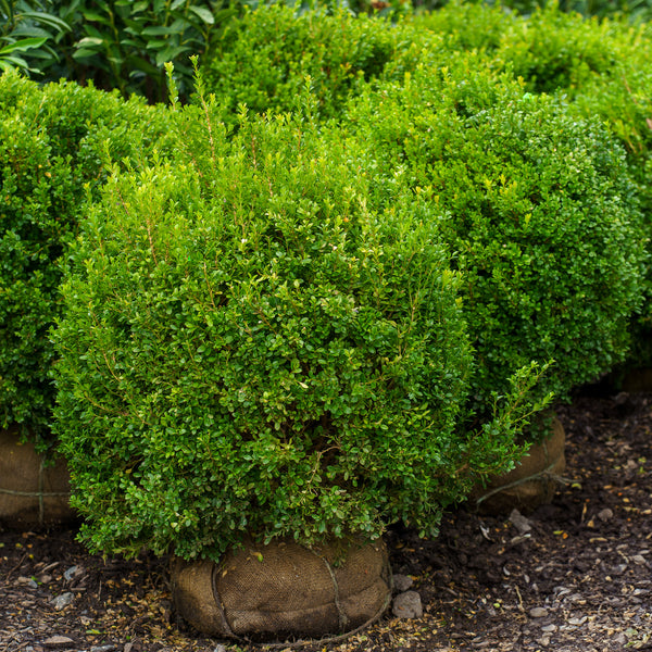 Baby Gem Boxwood