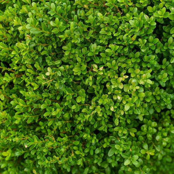 Baby Gem Boxwood