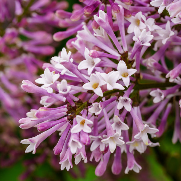 Baby Kim Lilac - Lilac - Shrubs