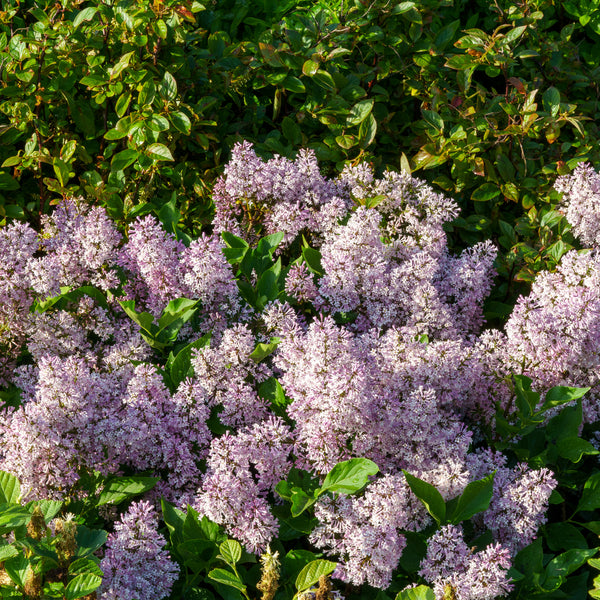 Baby Kim Lilac - Lilac - Shrubs