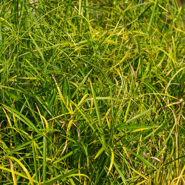 Baby Moses Dwarf Papyrus Grass