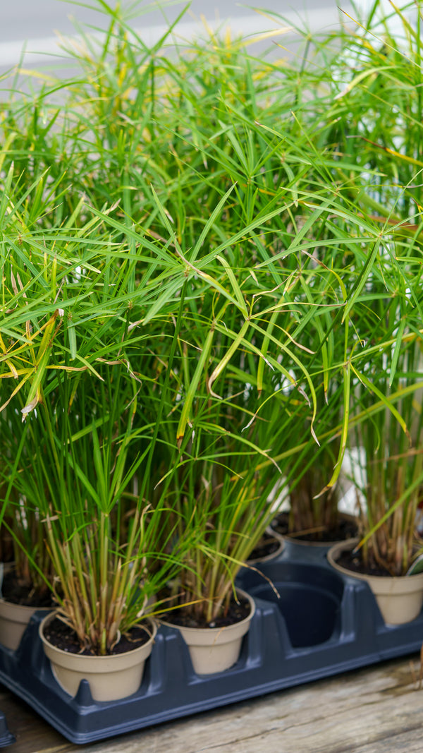 Baby Moses Dwarf Papyrus Grass