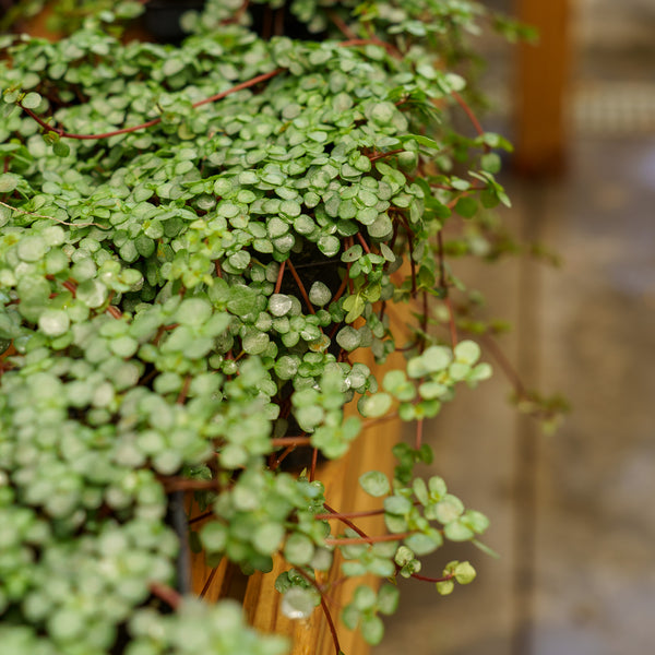 Aquamarine Pilea