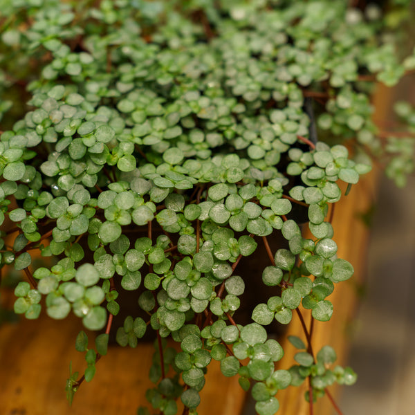 Aquamarine Pilea