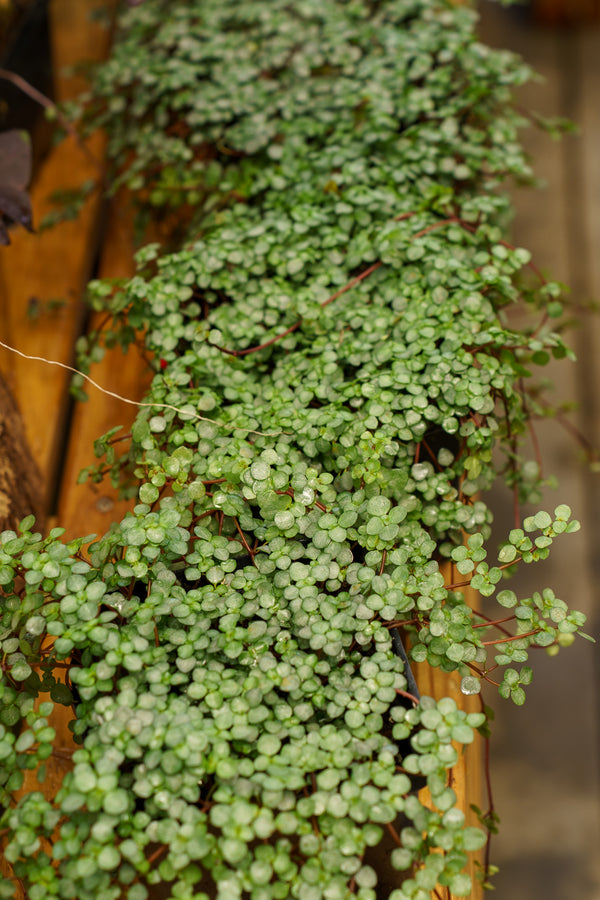 Aquamarine Pilea