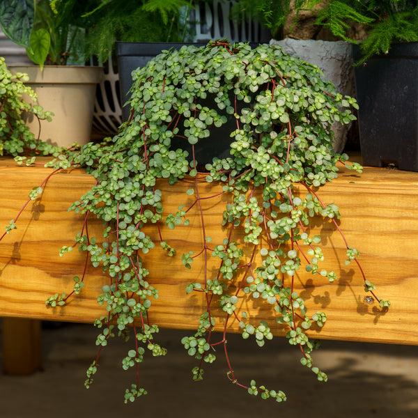 sparkly plant pot Silver Sparkles Plant – Plant Detectives