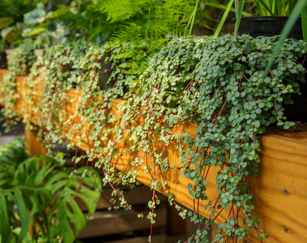 Aquamarine Pilea