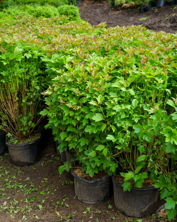 Bailey Compact American Cranberrybush