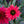 Load image into Gallery viewer, Baja Burgundy Coneflower
