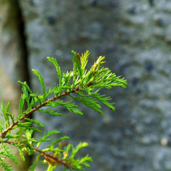 Bald Cypress - Cypress - Conifers