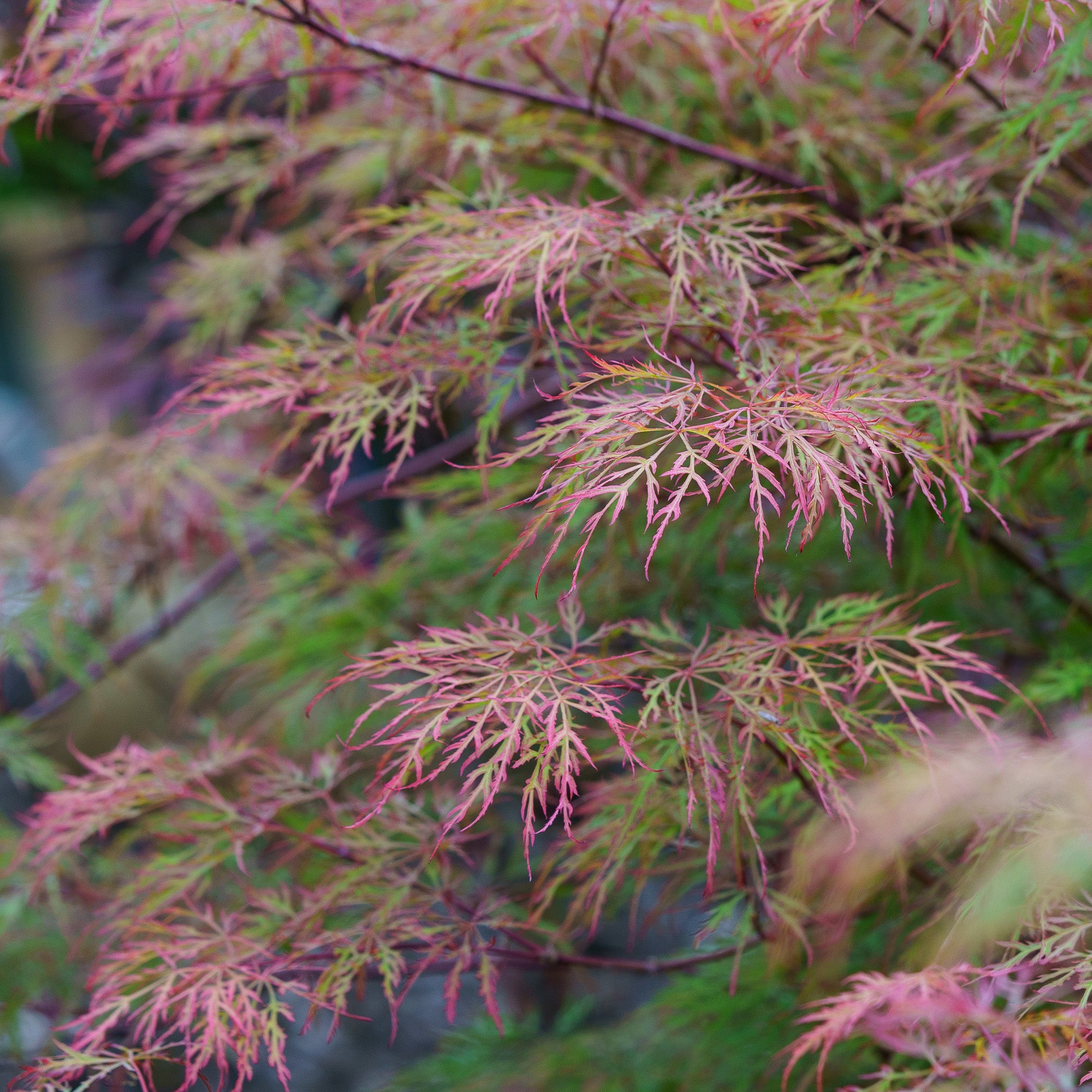 NETriPTa　接木苗 Japanese Maple Multi-Trunk — Green Acres Nursery & Supply