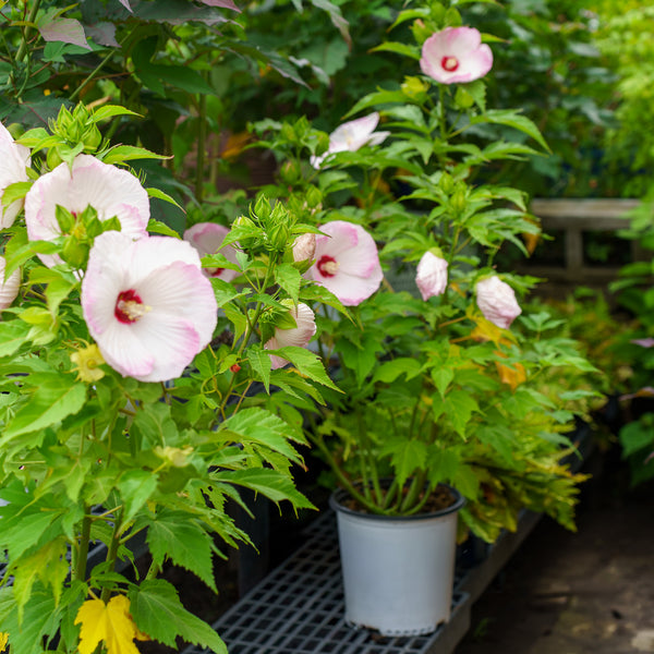 Ballet Slippers Hibiscus