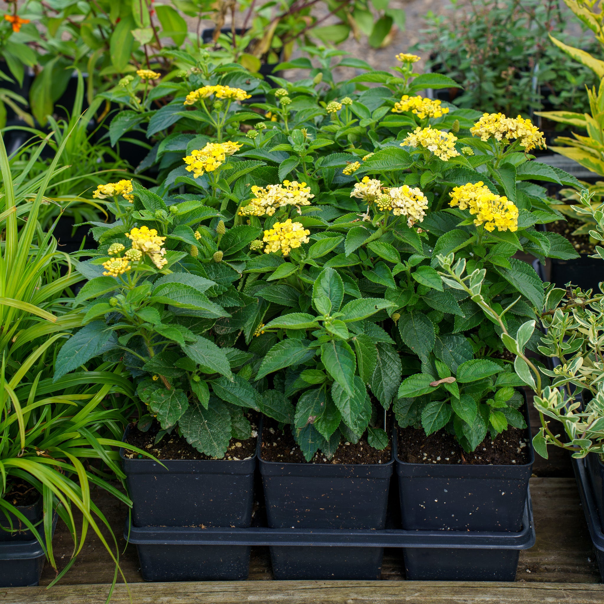 Bandana Lemon Zest Lantana – Plant Detectives