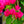 Load image into Gallery viewer, Barbara Karst Bougainvillea
