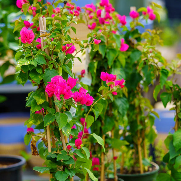 Bougainvillea Trellis