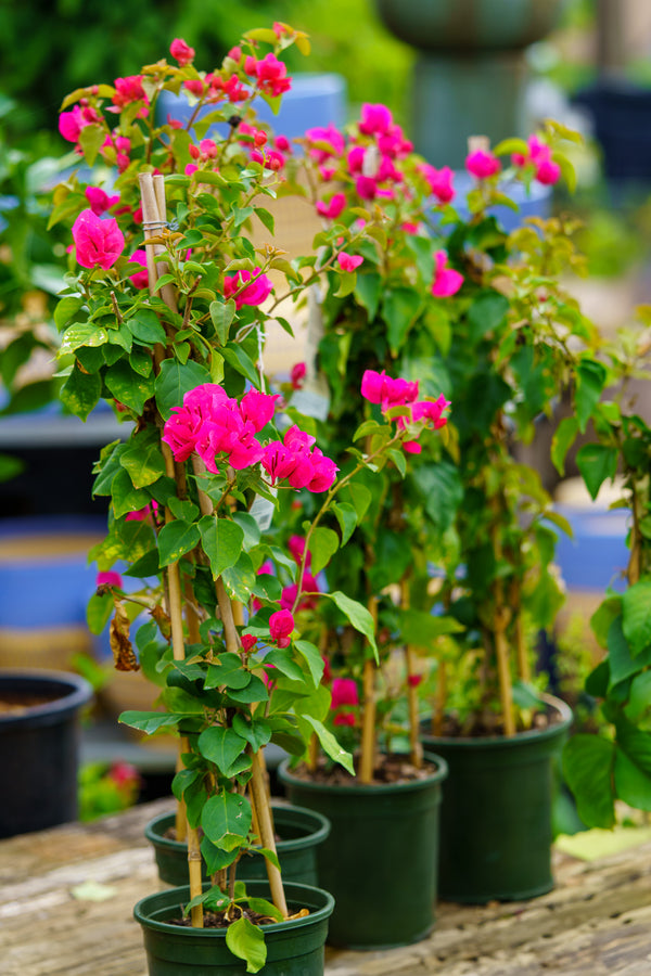 Barbara Karst Bougainvillea