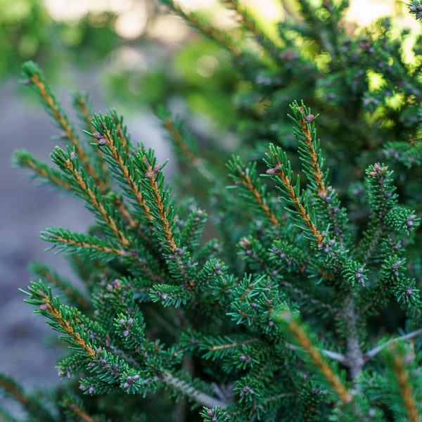 Barnes Oriental Spruce