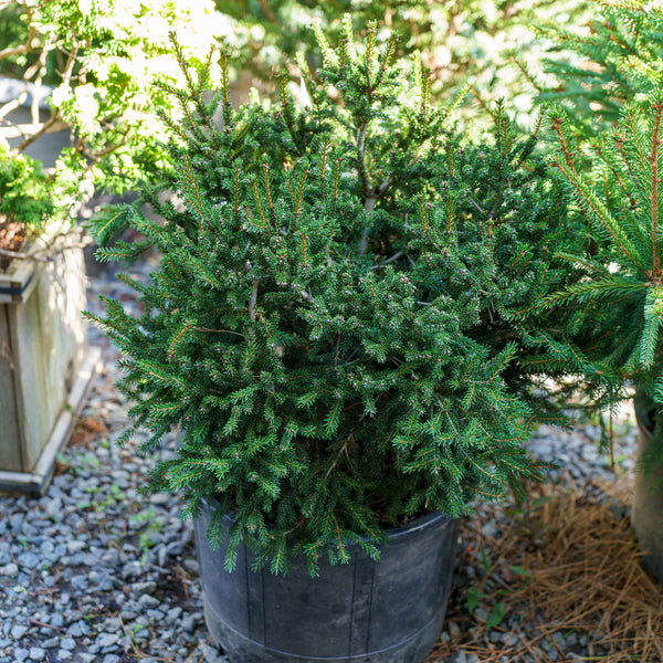 Barnes Oriental Spruce