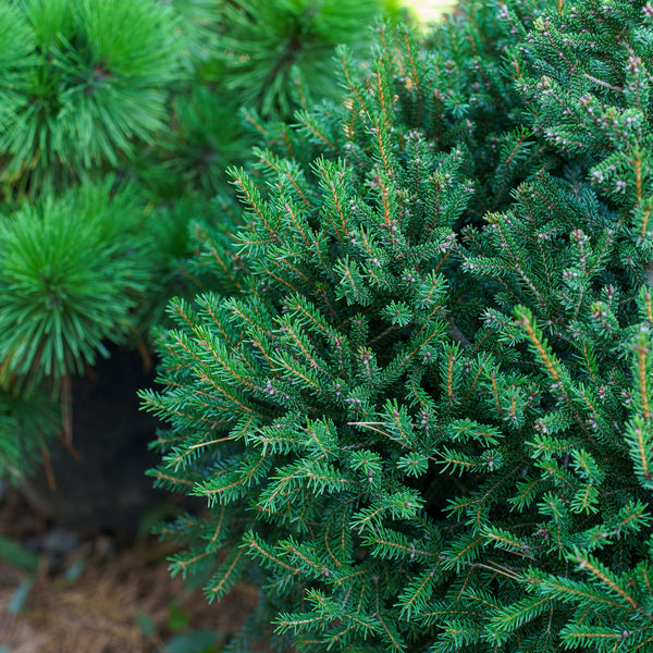 Barnes Oriental Spruce