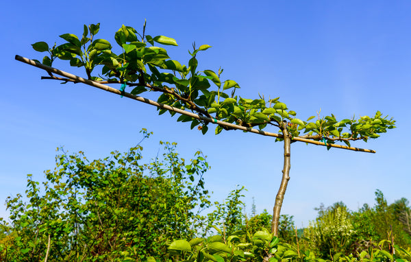 Bartlett Pear Espalier - Pear - Fruit Trees