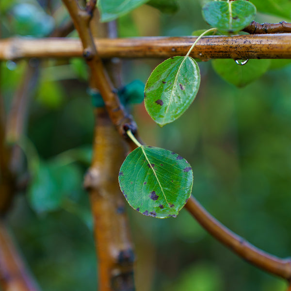 D'Anjou Pear Espalier