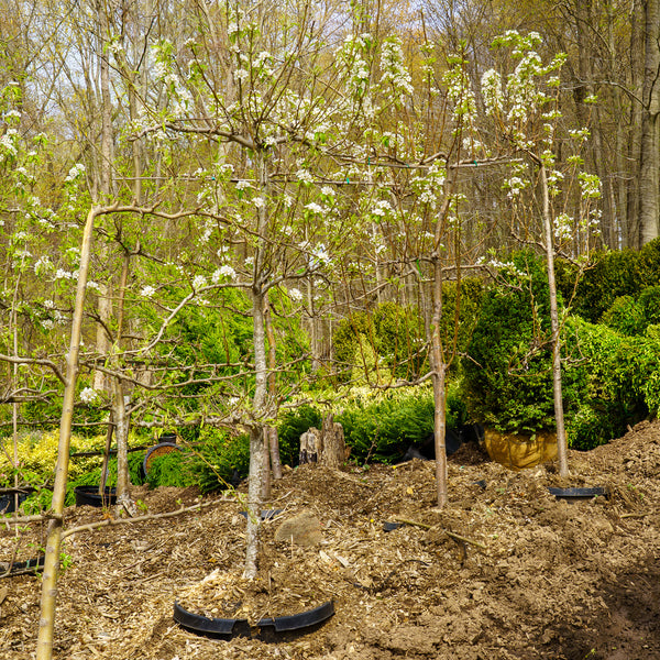 Bartlett Pear Espalier