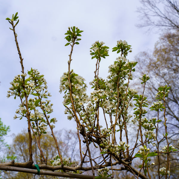 Bartlett Pear Espalier