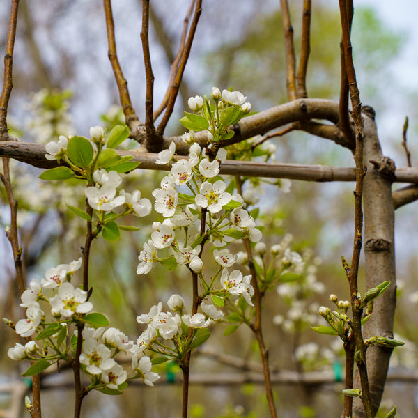 Bartlett Pear Espalier