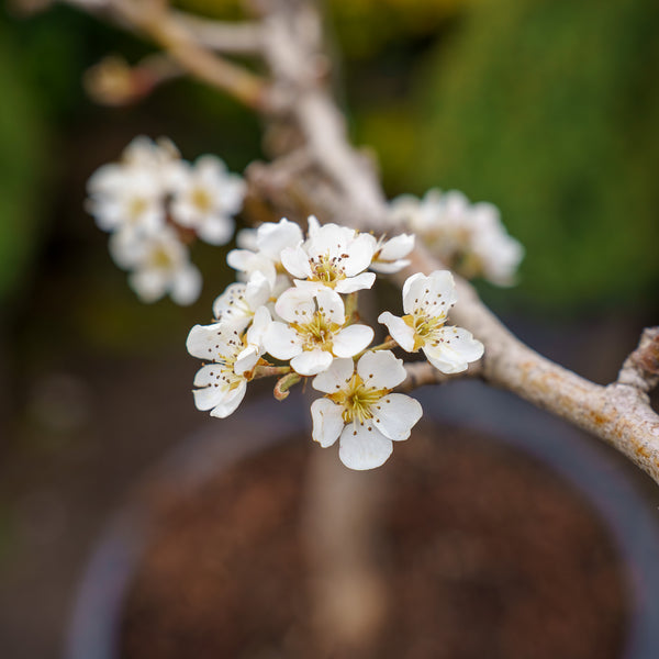 Bartlett Pear