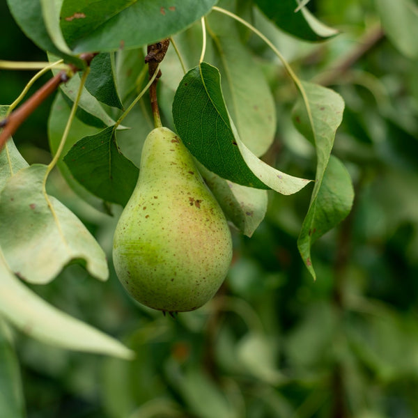 Bartlett Pear Espalier - Pear - Fruit Trees