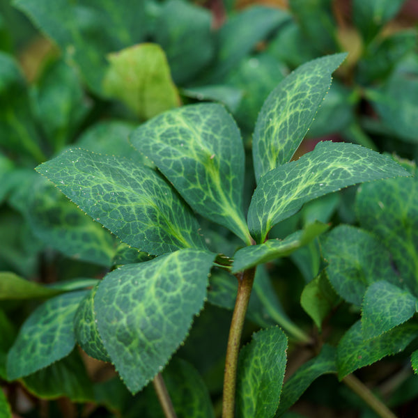 Bayli's Blush Lenten Rose