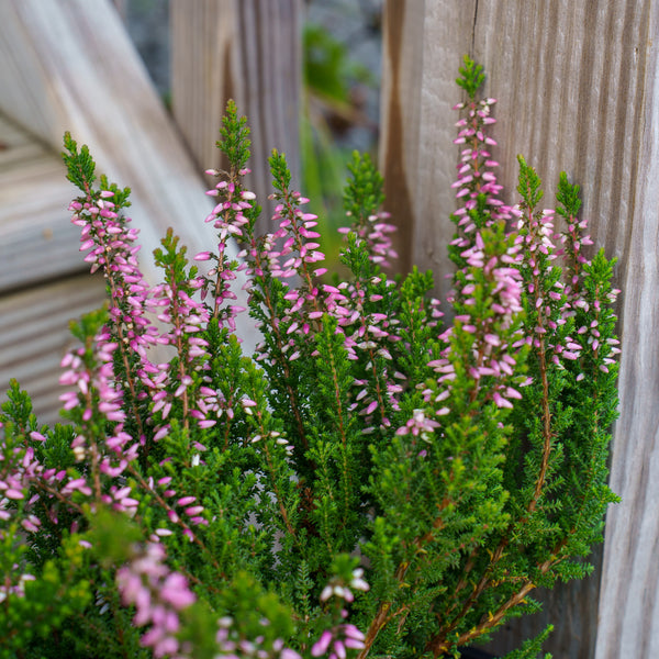 Beauty Ladies Trio Scotch Heather