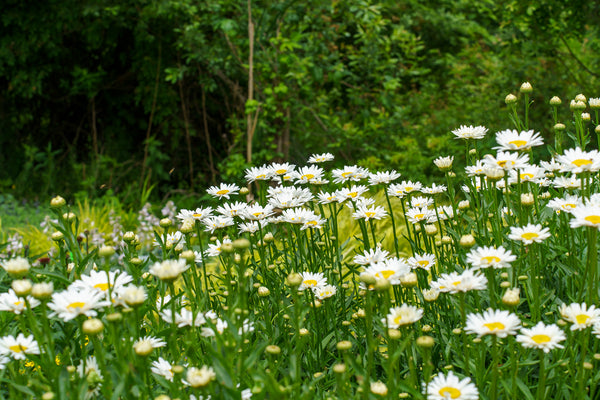 Becky Shasta Daisy