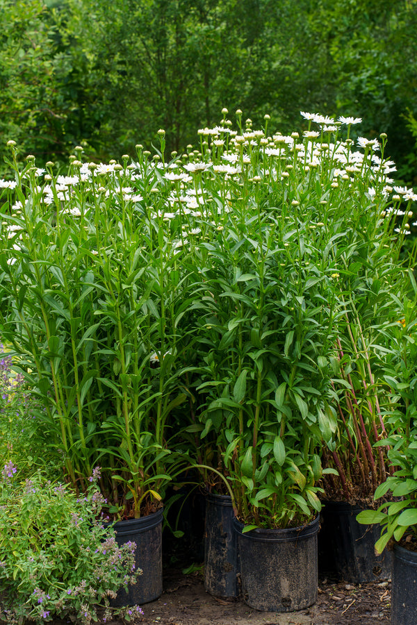 Becky Shasta Daisy