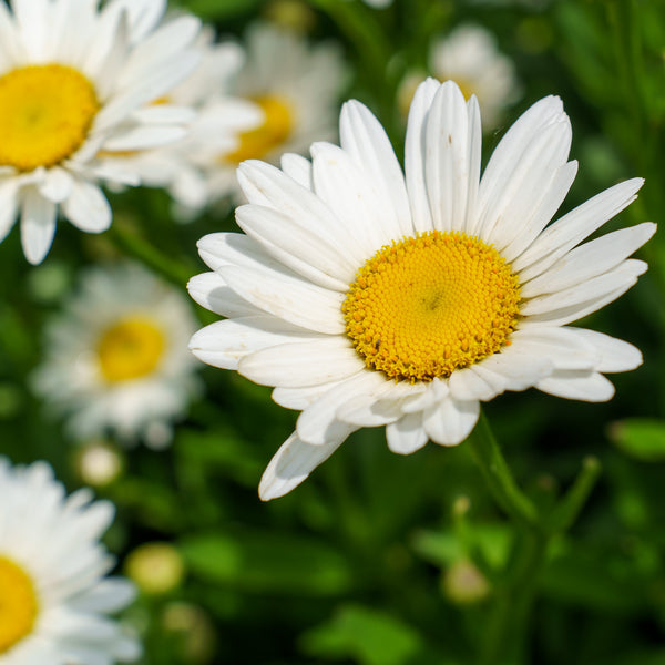 Becky Shasta Daisy